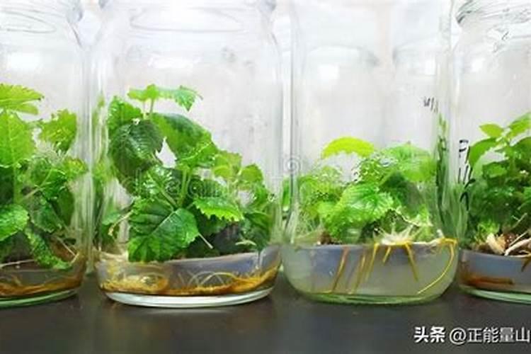 什么肥料能促长植物的根