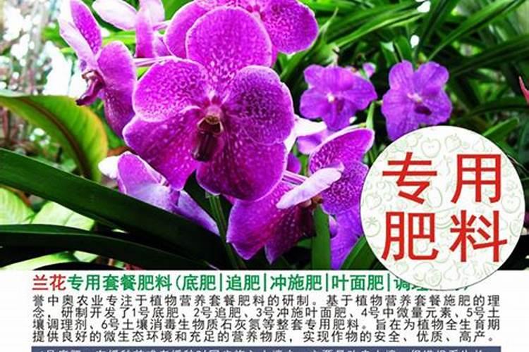 夏季兰花的用肥方法 施肥注意事项
