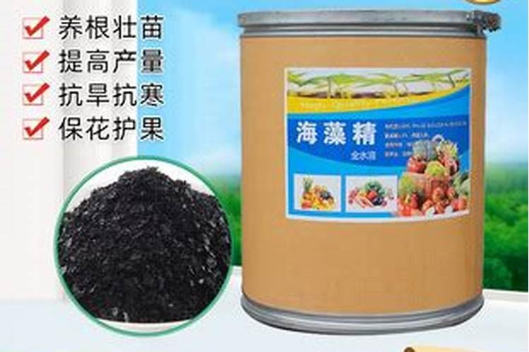 桂花树叶片叶尖干黄不发芽是什么原因？