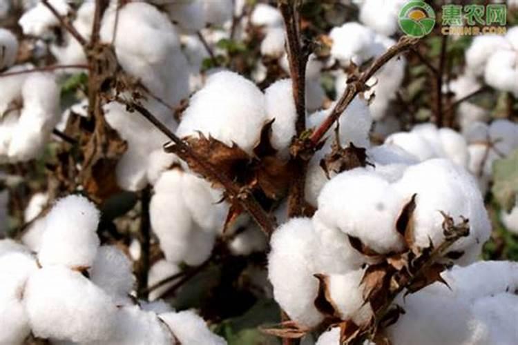 夏天棉花施肥方法和时间 夏天棉花施肥用什么方法和时间如何安排百度...