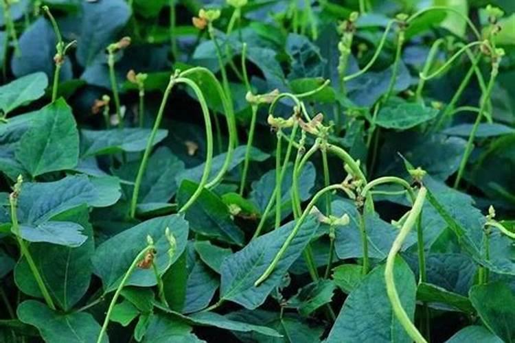 豆角追什么叶面肥结果好？叶面肥什么品牌好？叶面肥价格多少钱一斤？