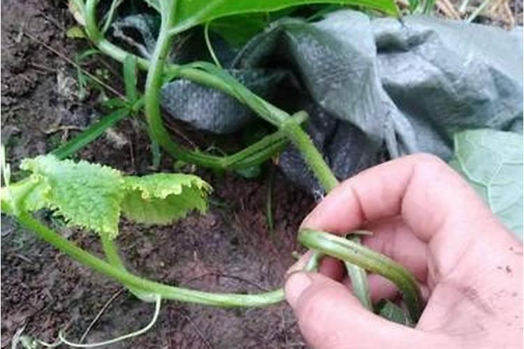 豆角用什么肥料效果好(种植豆角结果期需要什么叶面肥)