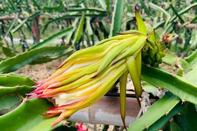 大棚黄瓜专用冲施肥使用技巧