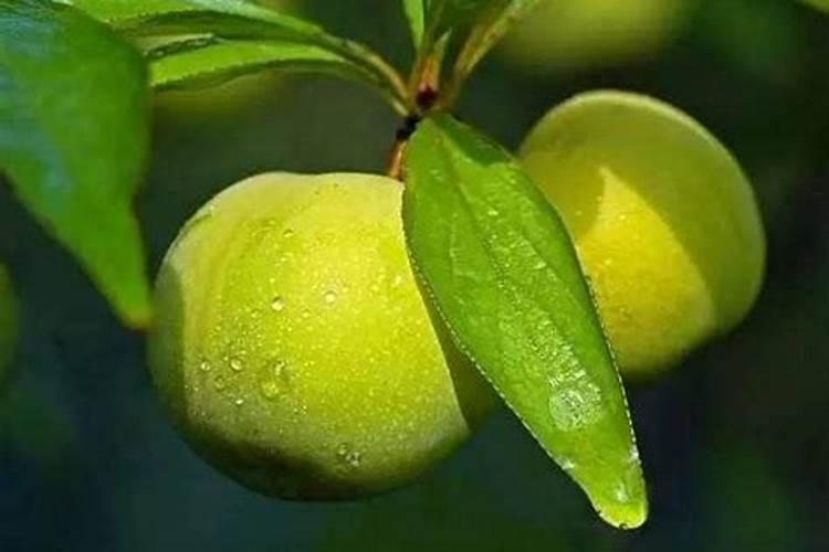 李子树施什么肥好