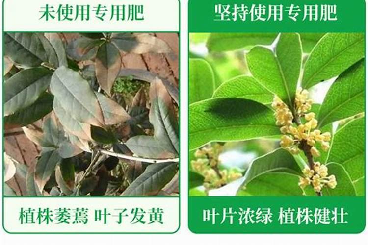 桂花树施肥用什么肥料