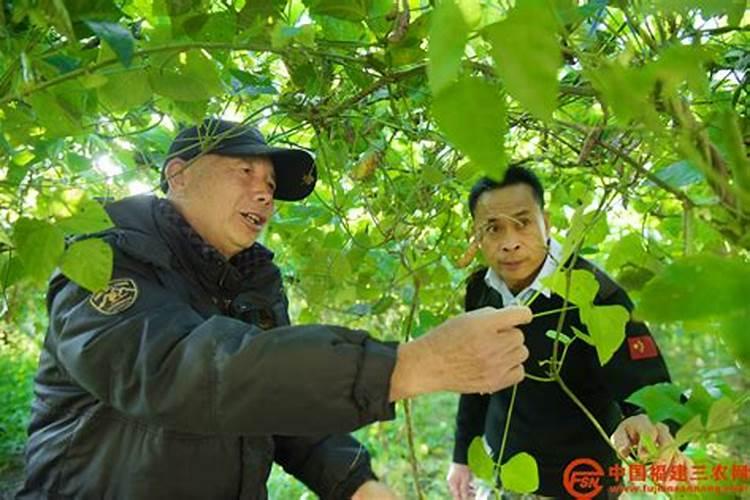 白芸豆高产方法