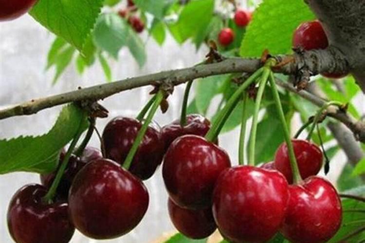 植物花期能不能施肥 植物应该怎么施肥