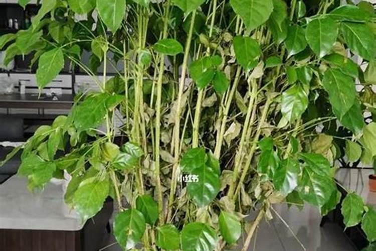 多肉可以喷洒叶面吗