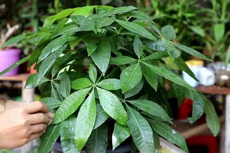 玉米控旺药伊西利吸收快不快