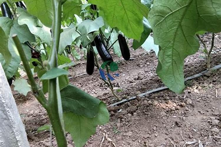 请问一下西兰花的种植方法？