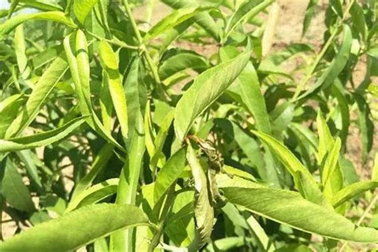 苹果套袋前打什么农药配方