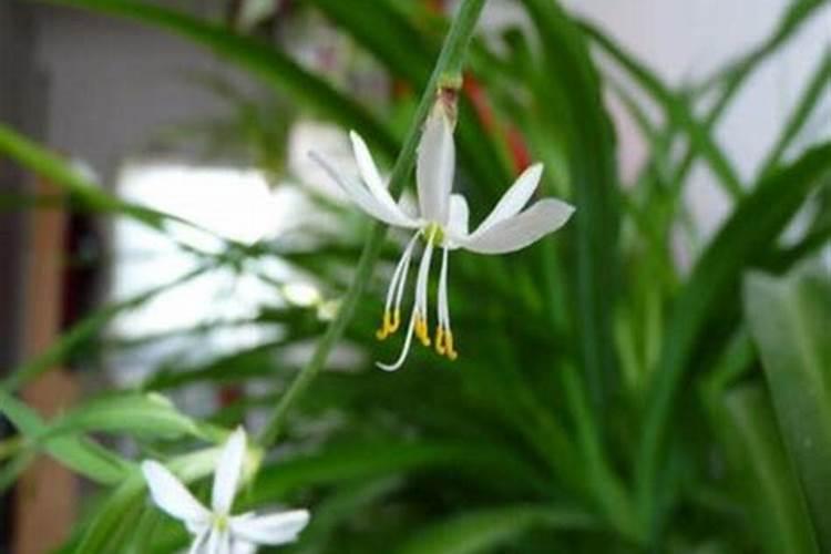 请问:甜草根有什么药用？