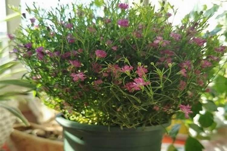 满天星施肥是直接晒在土表面吗,施肥黄叶怎么办