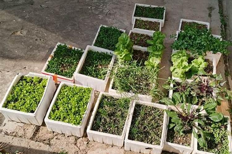 种莲藕用什么肥料好