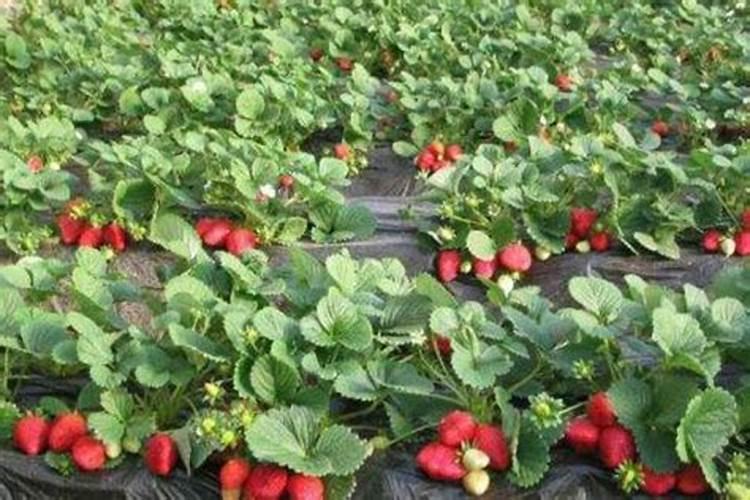 柠檬树补什么肥料最好