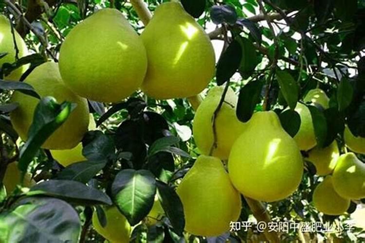 沙田柚在着色期的时候施肥时间是什么时候？还有施什么样的肥料科学？