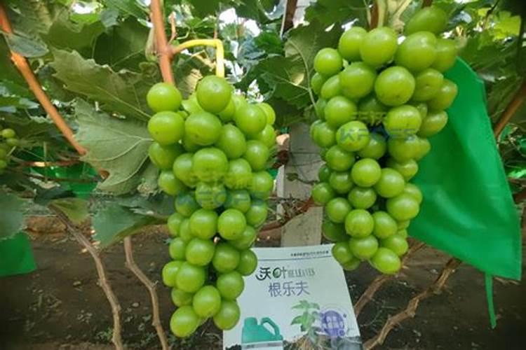 我养的花没有肥料施肥,用什么可以代替？