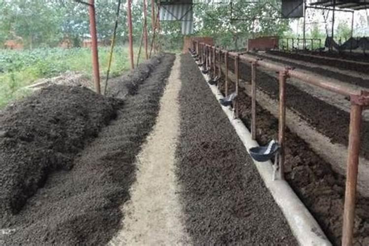 蚯蚓肥要沤多久 蚯蚓肥怎么沤？