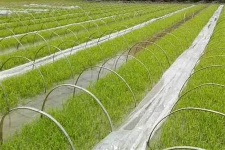 硼砂能件基肥水稻用吗？