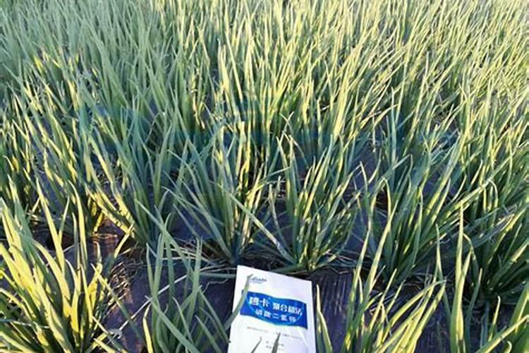 小葱用什么肥料长得快(种小葱需要喷施什么叶面肥)