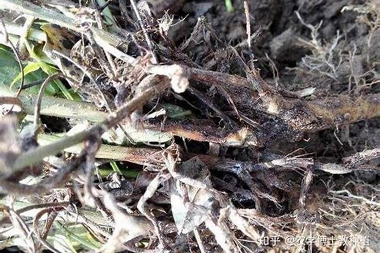 白绢病用什么药