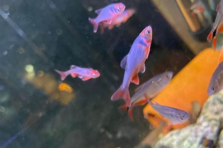 豆角最忌什么肥料