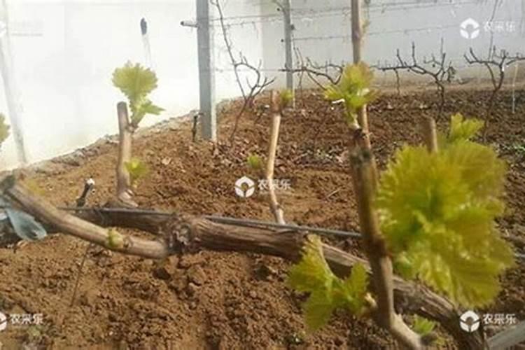 葡萄发芽之后打什么药