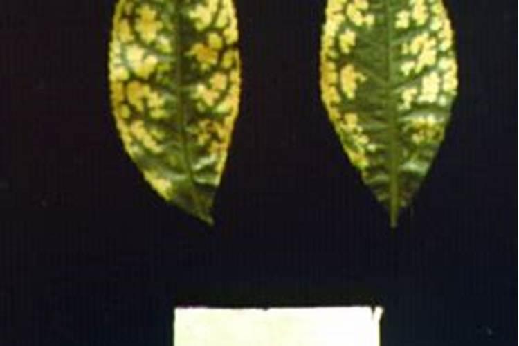 植物缺镁有什么症状