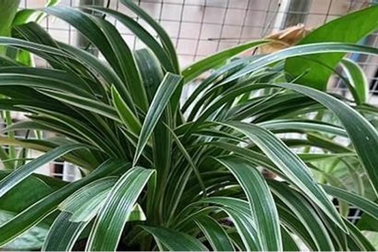 氮肥和尿素的区别