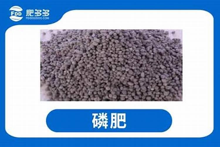 龙眼用硼肥料怎么施肥