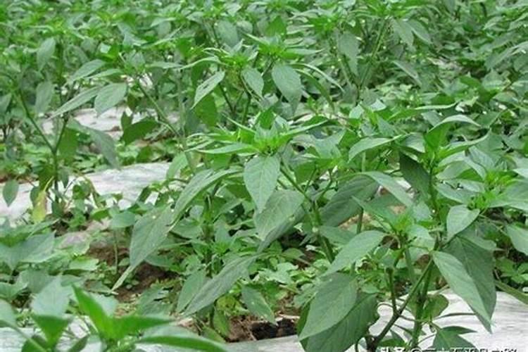 辣椒收获期叶面喷施氮肥可以吗,比例是多少？