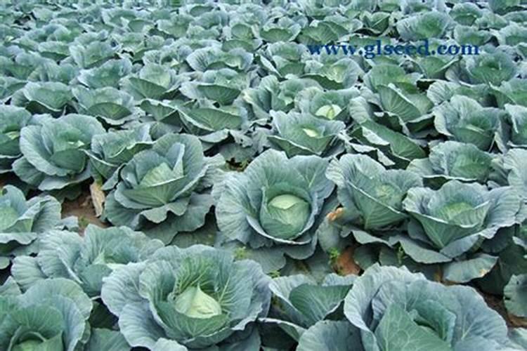 春甘蓝如何高效栽培？在栽培过程中应该注意什么？