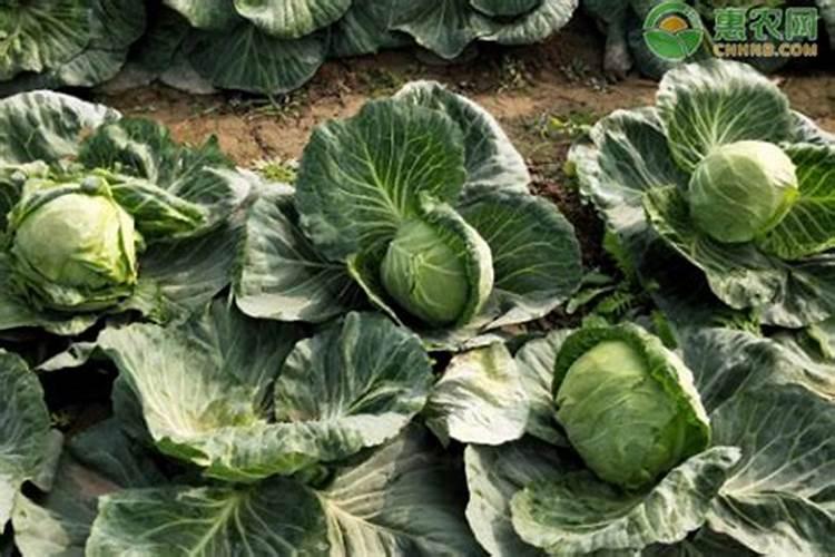 甘蓝畸形是什么原因？