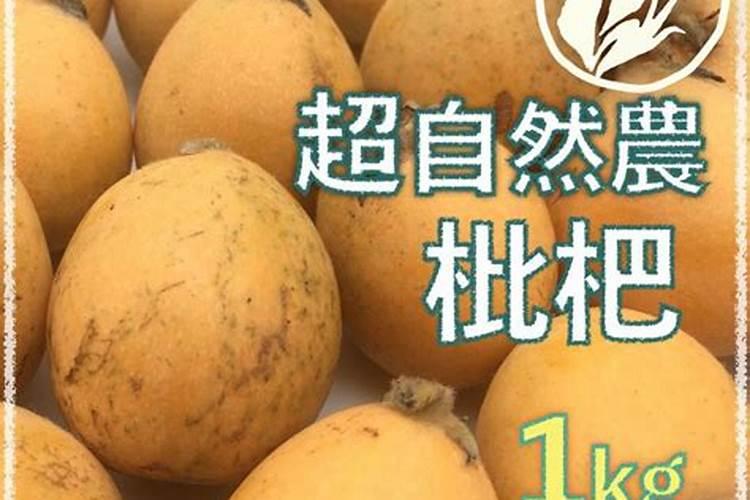 在枇杷的栽种注意事项 栽种枇杷注意事项有哪些