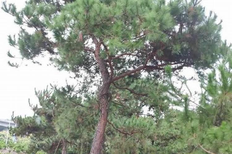 室外松树因伤根针叶发黄了,怎么办