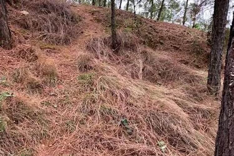 酰胺态氮肥的特点