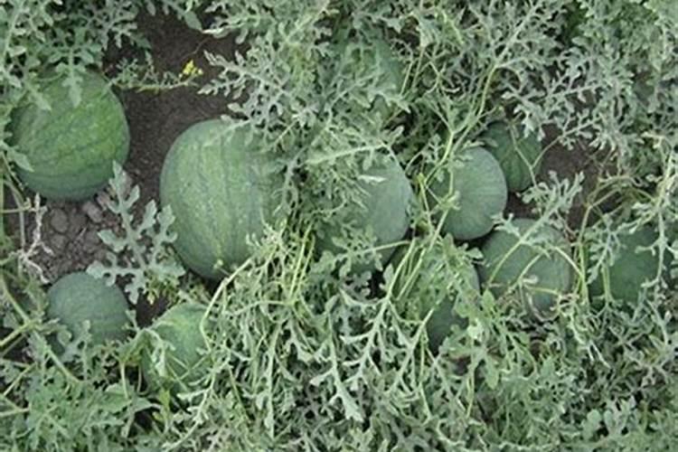 打瓜的种植方法与管理