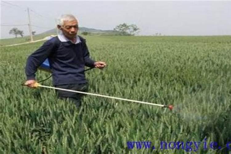 甲硝唑浇花会烧根吗