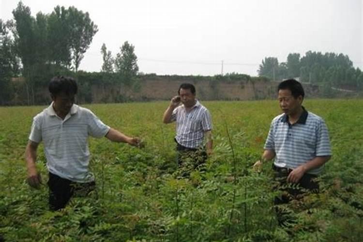 种植黄连的方法