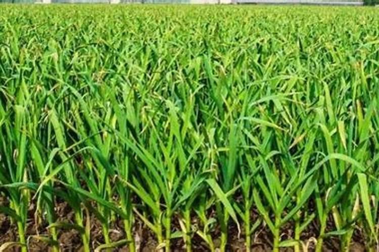 玫瑰花什么时候施肥