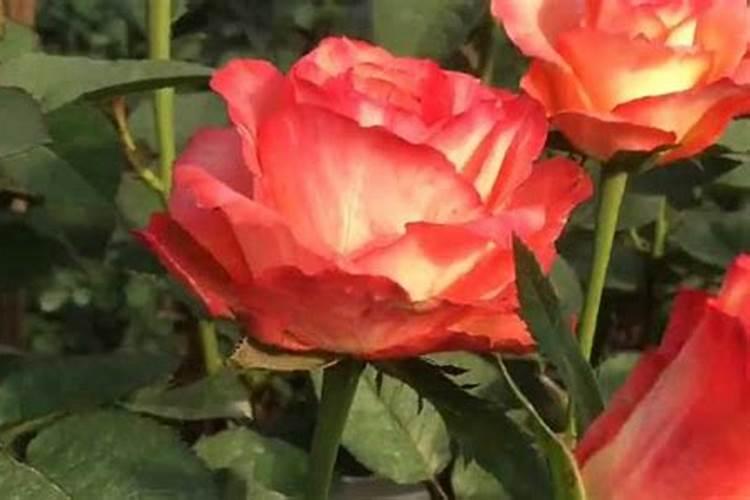 玫瑰一般哪几个月施肥 玫瑰怎么施肥