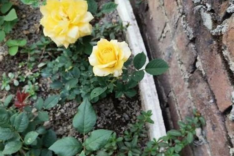 玫瑰花什么时候施肥 玫瑰花施肥时间