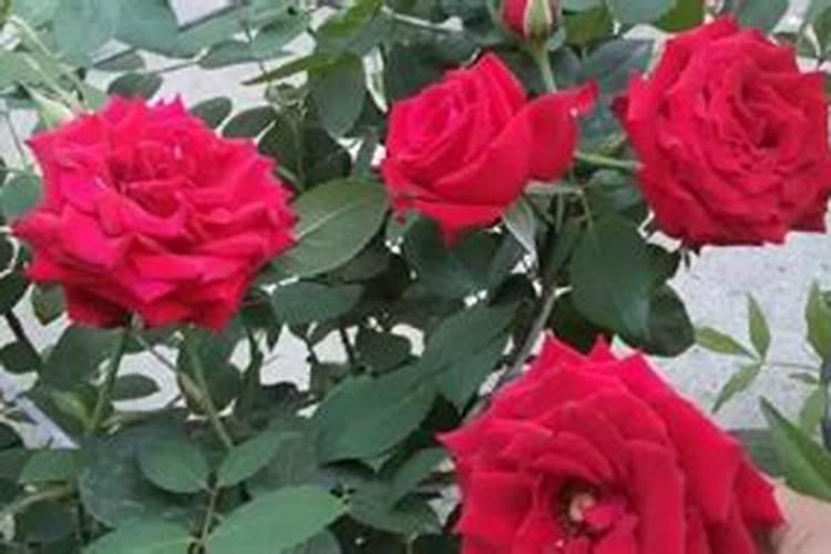 玫瑰花多久施肥 玫瑰肥料施用时机及注意事项