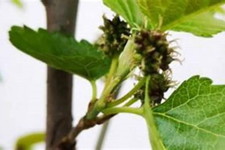 海澡素叶面肥能和碱性农药混和使用吗？