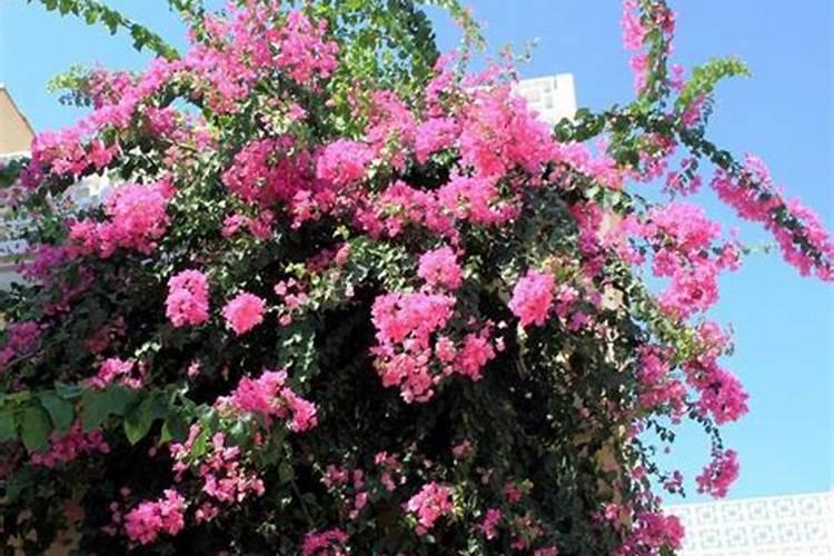 肟菌酯戊唑醇和中量元素叶面肥可以混配吗