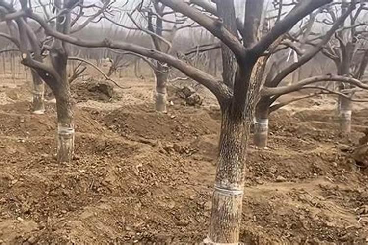 有机肥撒施和开沟哪个好(果园的果树施肥怎样开沟好)