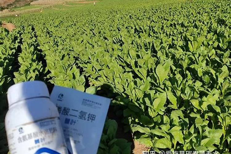 硼肥的用量、作用及使用方法