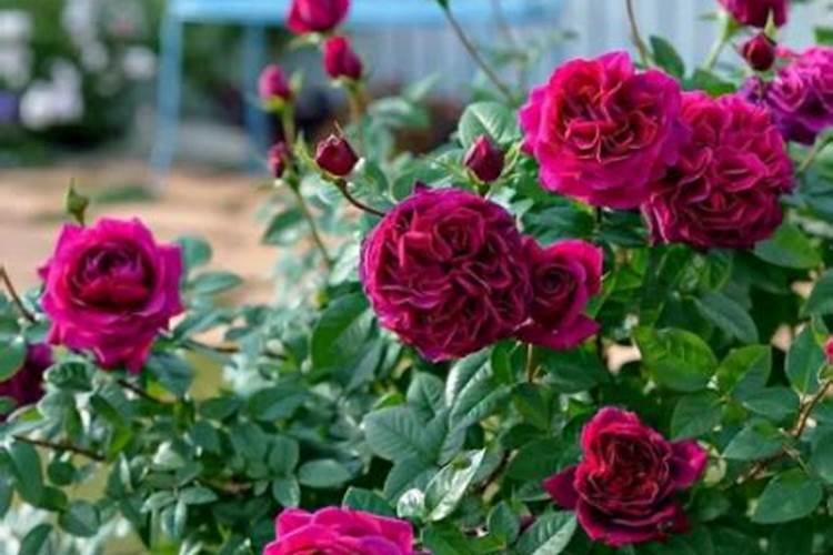 中国水溶肥的前十名中国十大水溶肥排名