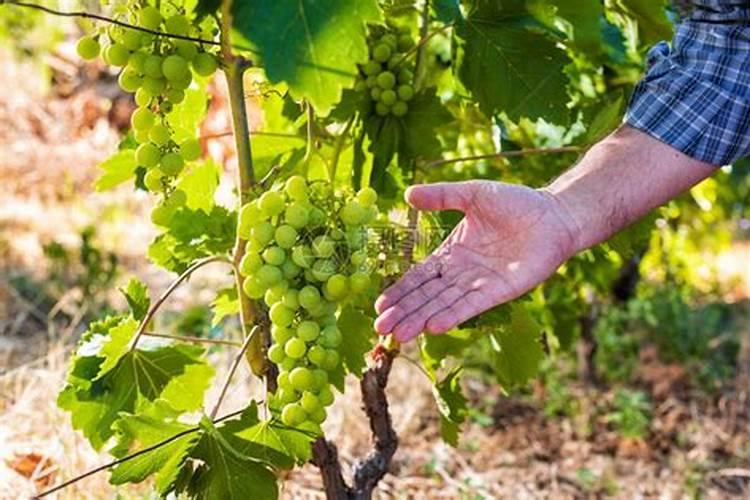 白加黑是什么厂家生产的药？它的功效和感康相同吗？