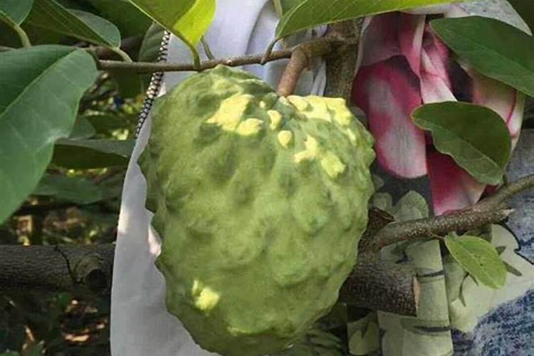 鱼腥草一年可以收几次